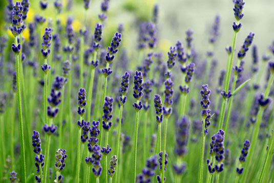 4 piante repellenti per insetti naturali per il tuo orto