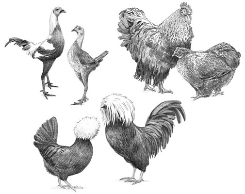 7 categorie di razze di polli