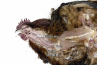 Necroscopia di un pollo: testa, collo, articolazioni e nervi