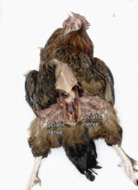 Necroscopia di un pollo: testa, collo, articolazioni e nervi
