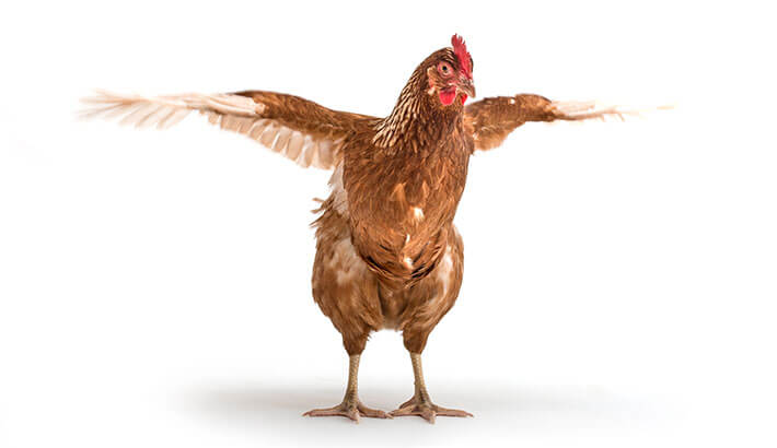 Più di quello che devi sapere sulle piume di pollo