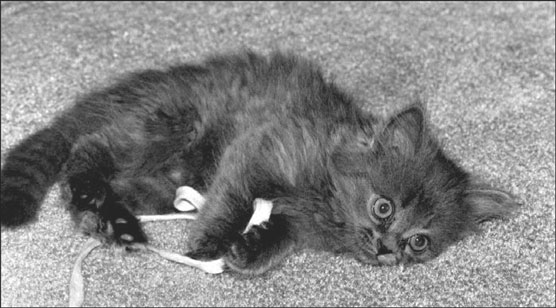 10 comuni pericoli domestici per il tuo gatto