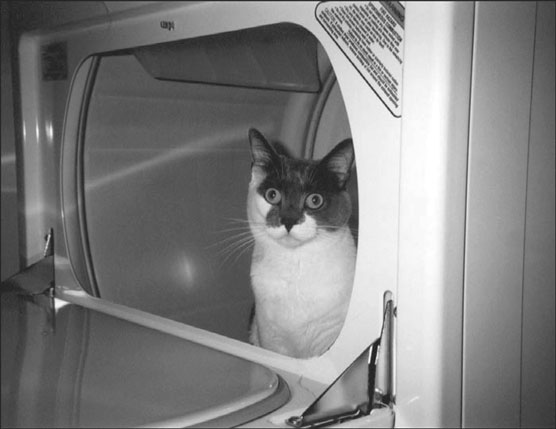 10 comuni pericoli domestici per il tuo gatto