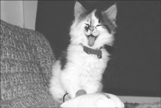 Come riconoscere una buona salute in gattini e gatti