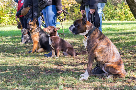 Come selezionare un modello di addestramento del cane