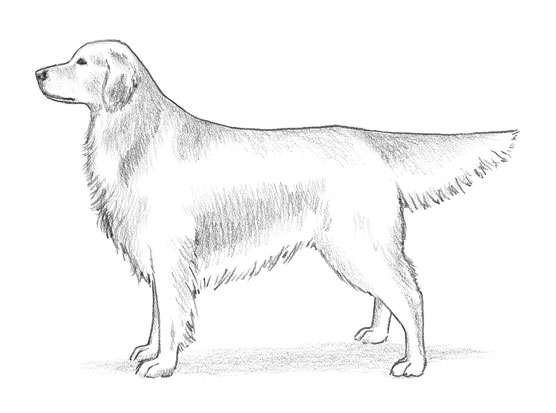 Standard AKC per il Golden Retriever