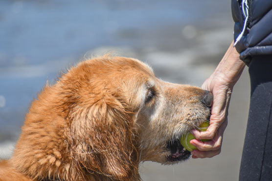 10 modi per aiutare il tuo Golden Retriever a vivere più a lungo