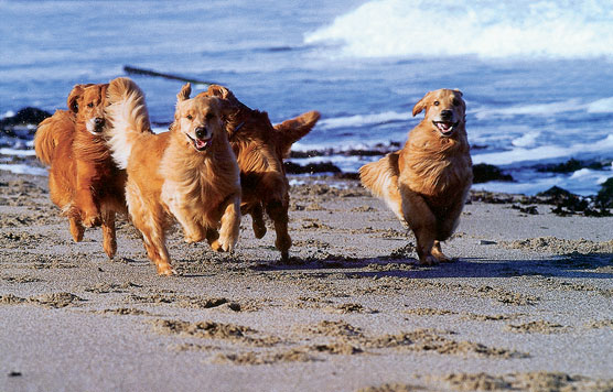 Come prendersi cura dei Golden Retriever anziani?