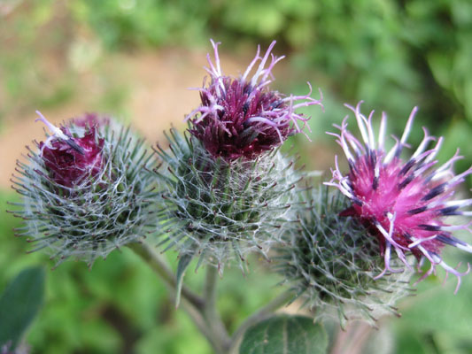 10 ingredienti immunostimolanti per succhi e frullati