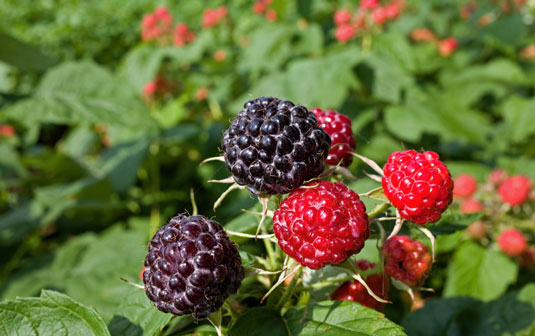 10 frutta e verdura ricche di antiossidanti per succhi e frullati