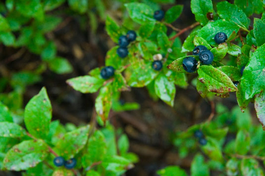 10 frutta e verdura ricche di antiossidanti per succhi e frullati