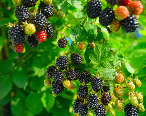 10 frutta e verdura ricche di antiossidanti per succhi e frullati