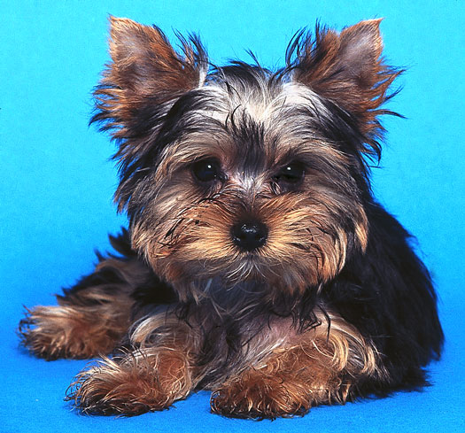 Gli stili di pelo lungo e corto per il tuo Yorkshire Terrier