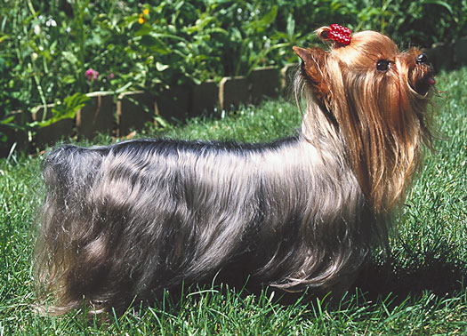 Sapere che aspetto ha uno Yorkshire Terrier ideale