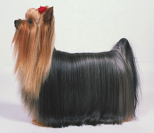 Sapere che aspetto ha uno Yorkshire Terrier ideale