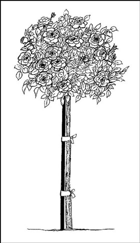 Identificazione delle classificazioni delle rose