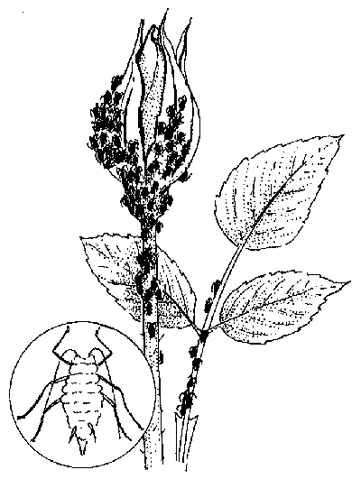 Identificazione e controllo degli insetti che predano le rose