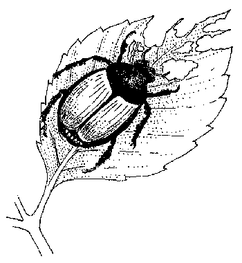 Identificazione e controllo degli insetti che predano le rose