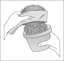 Utilizzo di cactus in un giardino in vaso a bassa manutenzione