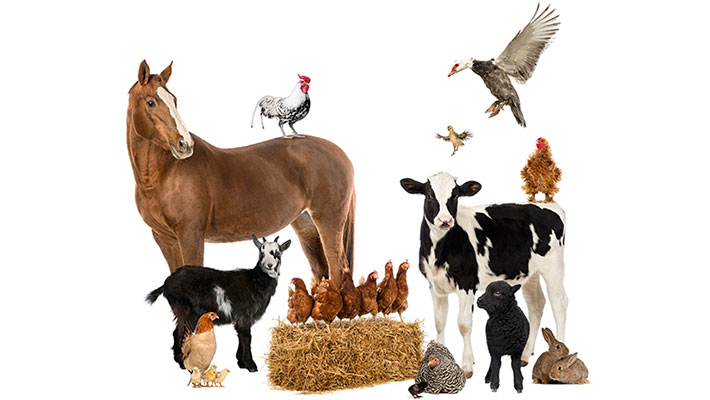 Allevare altri animali con polli ruspanti