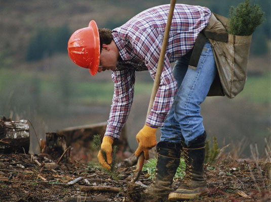 Piantare alberi: un progetto di comunità verde