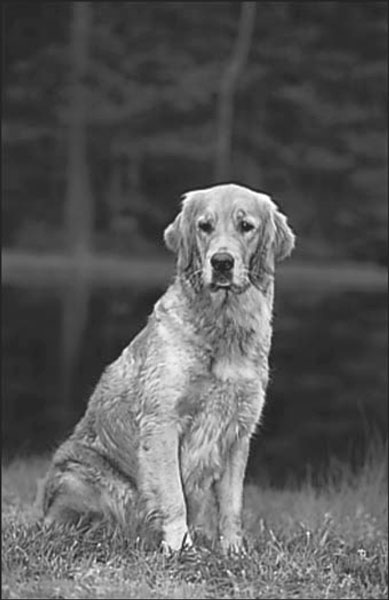 Adottare un Golden Retriever anziano