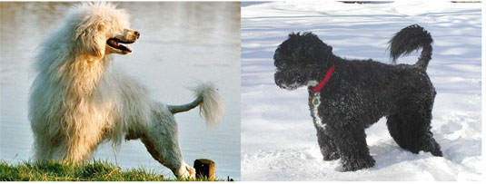 Che aspetto ha un cane da acqua portoghese?