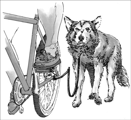 Assicurarsi che il nostro cane faccia abbastanza esercizio