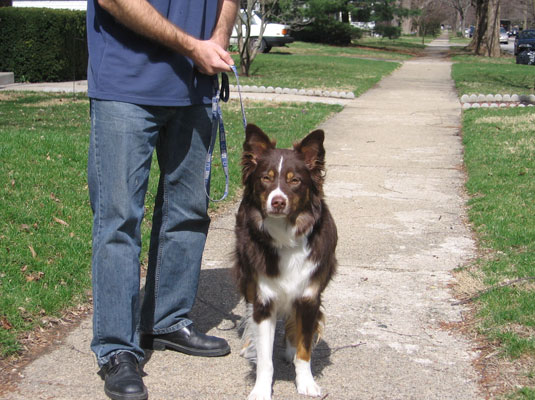 Come addestrare il cane a non tirare il guinzaglio