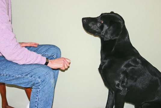 Come addestrare il cane a lasciarlo