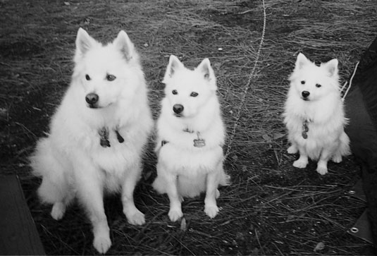 Utilizzo della taglia per determinare il tipo preferito di cane