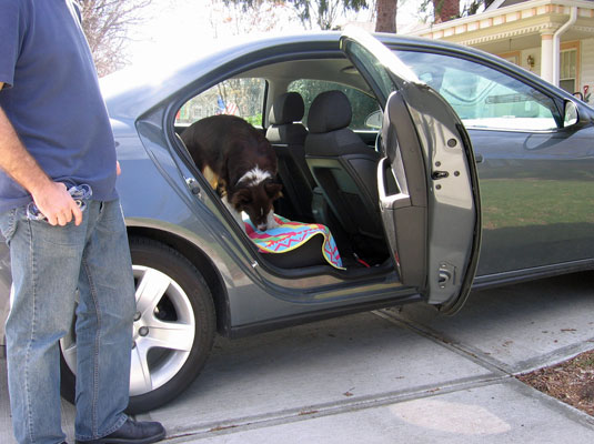 Come curare la fobia dell'auto del tuo cane?