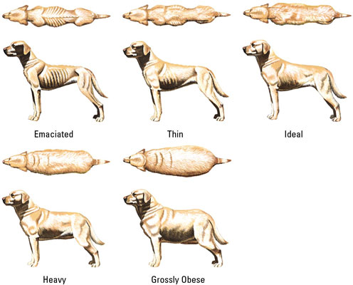 Come valutare il peso del tuo cane