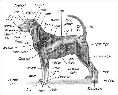 Anatomia del cane dalla testa alla coda