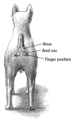 Come svuotare le sacche anali del tuo cane