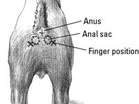 Come svuotare le sacche anali del tuo cane