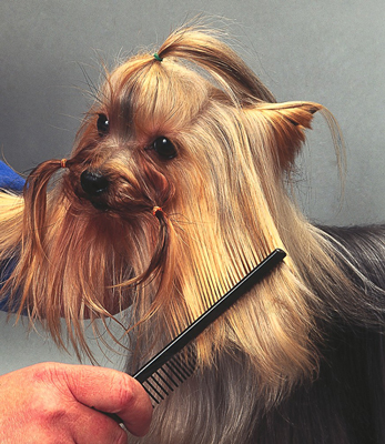 Come ottenere l'aspetto tradizionale dello Yorkshire Terrier?