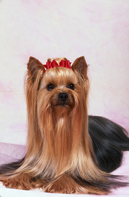 Come ottenere l'aspetto tradizionale dello Yorkshire Terrier?