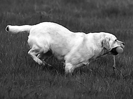 Spettacoli e gare per il tuo Labrador Retriever