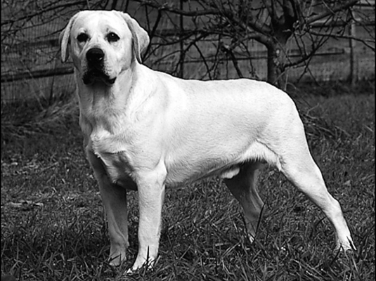 Scegliere tra inglese e campo Labrador Retriever