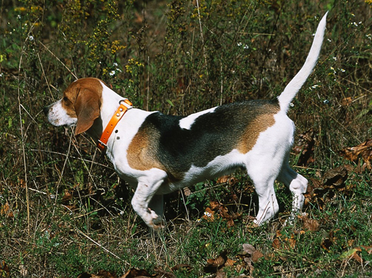 Spettacoli e gare per il tuo Beagle