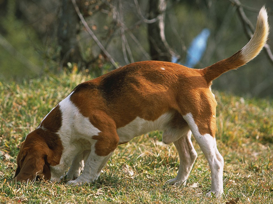 Spettacoli e gare per il tuo Beagle