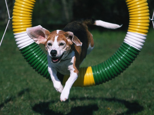 Spettacoli e gare per il tuo Beagle