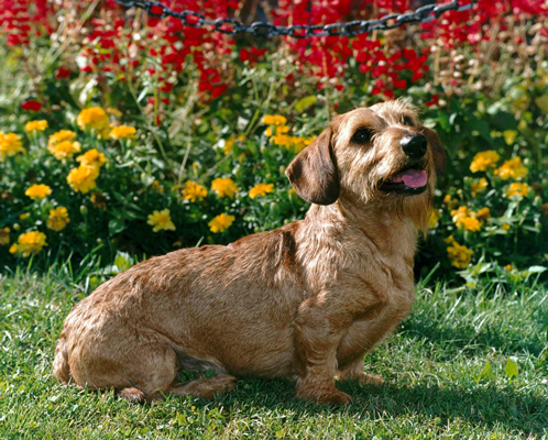 Bassotti: lo standard di razza AKC