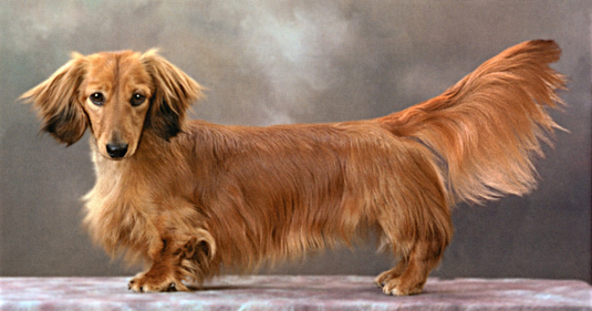 Bassotti: lo standard di razza AKC