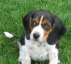 Caratteristiche dei Pocket Beagle