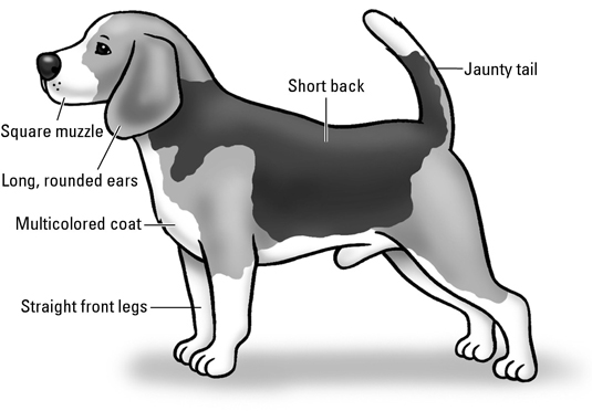 Beagle: lo standard di razza AKC