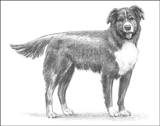 Cani di design: ibridi di Border Collie