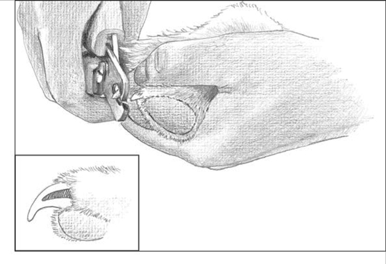 Mani/Pedi Time: come tagliare le unghie dei cani