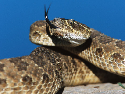 Cosa fare se il tuo cane viene morso da un serpente